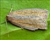 2391 (73.1) Silky Wainscot